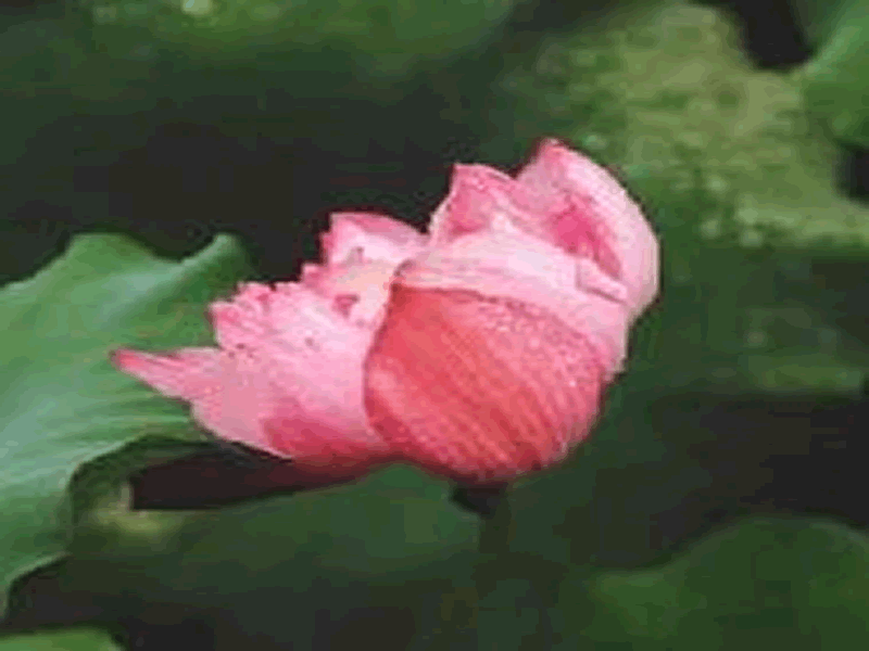 未命名-16.gif
